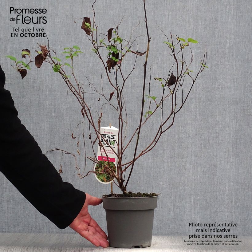 Exemplaar van Neillia affinis - Trosspirea Pot van 2 l/3 l zoals geleverd in de herfst