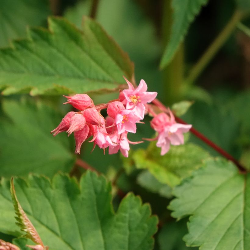 Neillia affinis - Trosspirea (Bloei)