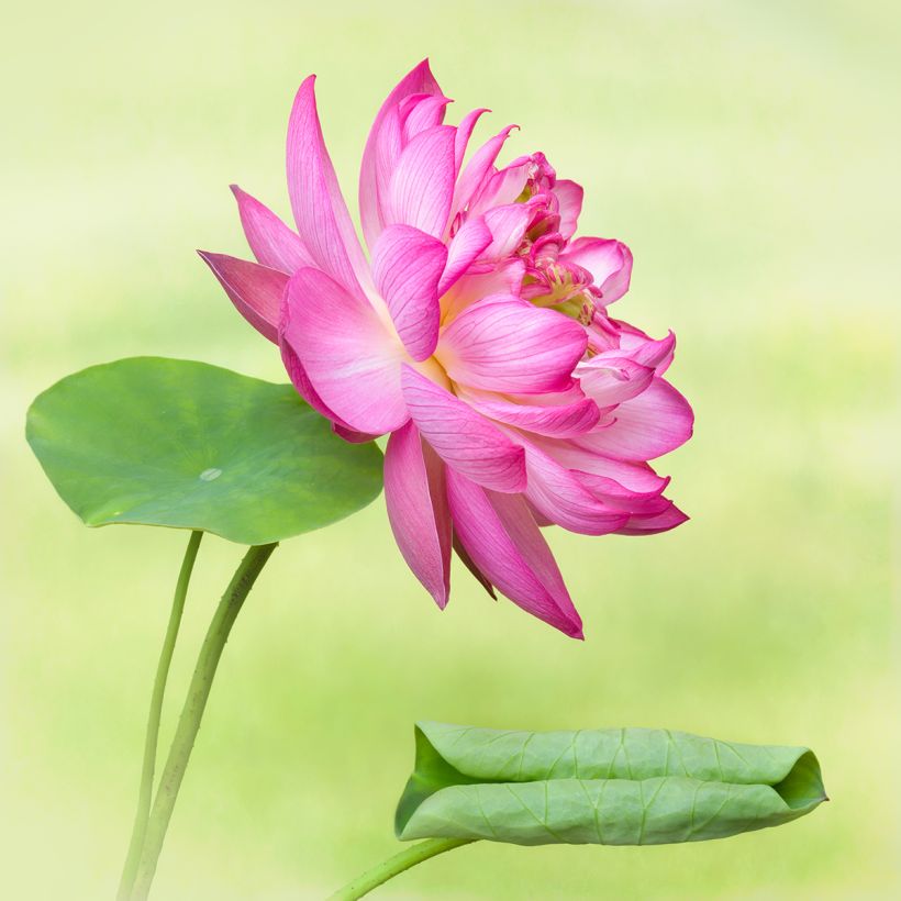 Nelumbo Elite Red - Dwerg lotus (Bloei)