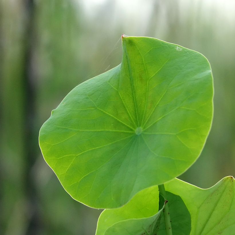Nelumbo Pygmaea Pink - Indische lotus (Blad)