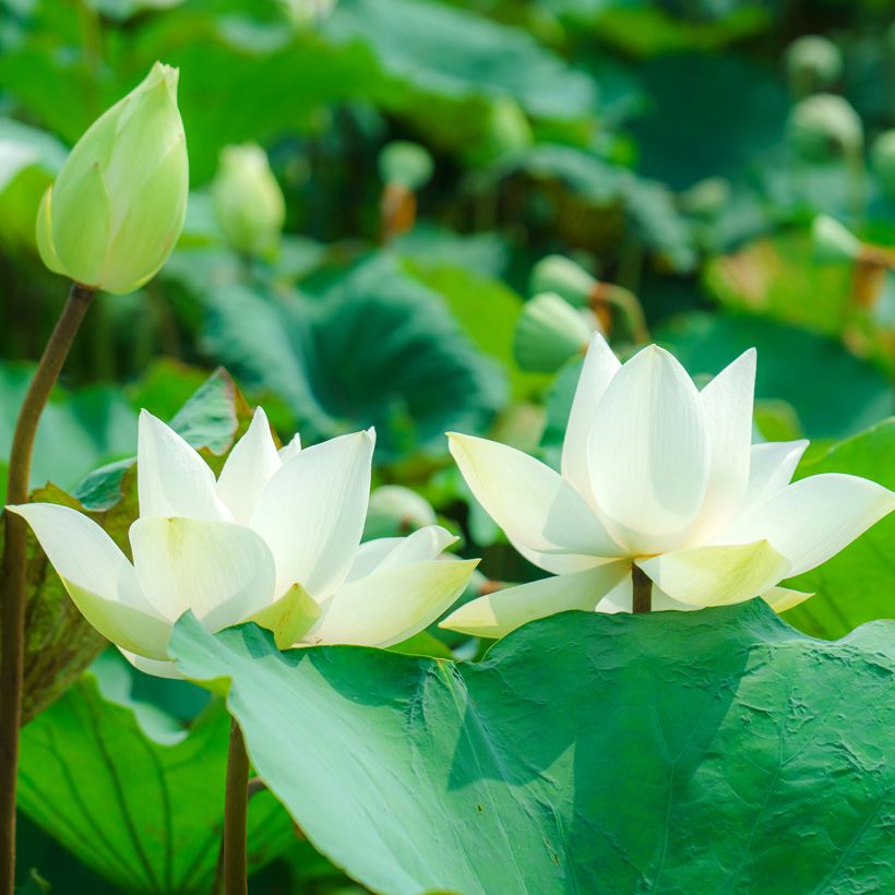 Nelumbo nucifera Hong Bian Yudie - Indische lotus (Bloei)