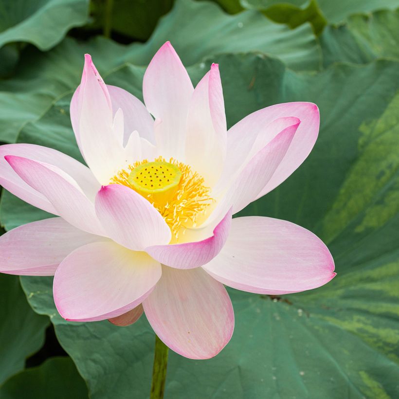 Nelumbo Pale Pink and White - Indische lotus (Bloei)