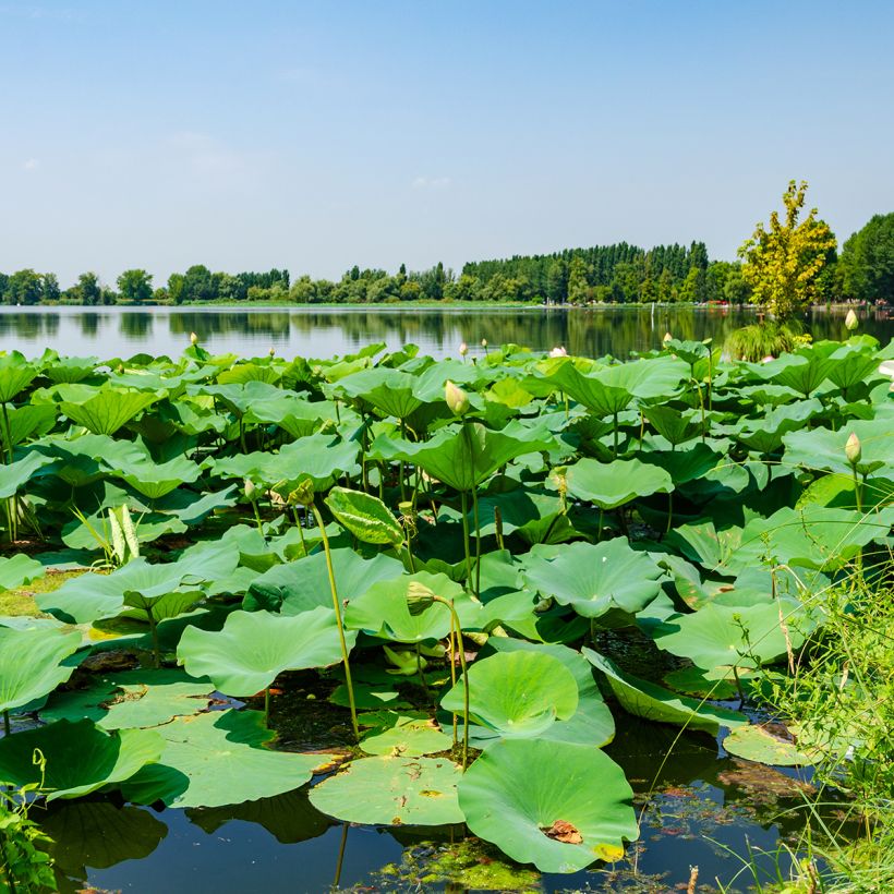 Nelumbo Stellar White - Indische lotus (Blad)