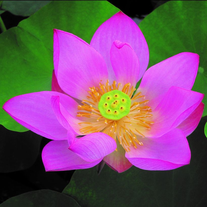 Nelumbo pygmaea Rood - Indische lotus (Bloei)