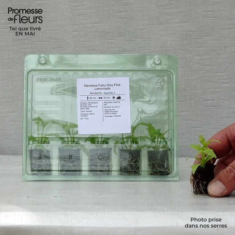 Exemplaar van Nemesia Fairy Kiss Pink Lemonade - Elfenspiegel Mini-mot Ø 1,5/2,5 cm zoals geleverd in de lente