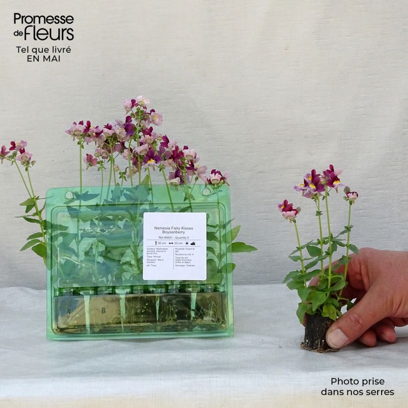 Exemplaar van Nemesia Fairy Kisses Boysenberry - Elfenspiegel Mini-mot Ø 1,5/2,5 cm zoals geleverd in de lente