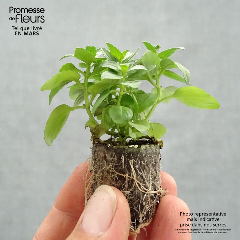 Exemplaar van Nemesia Fairy Kisses Citrine - Elfenspiegel Mini-mot Ø 3/4 cm zoals geleverd in de lente