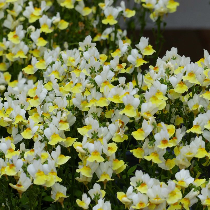 Nemesia Fairy Kisses Citrine - Elfenspiegel (Bloei)