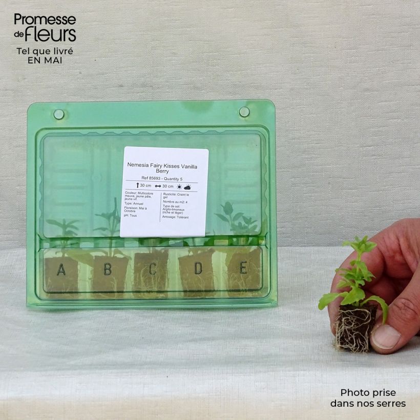 Exemplaar van Nemesia Fairy Kisses Vanilla Berry - Elfenspiegel Mini-mot Ø 1,5/2,5 cm zoals geleverd in de lente