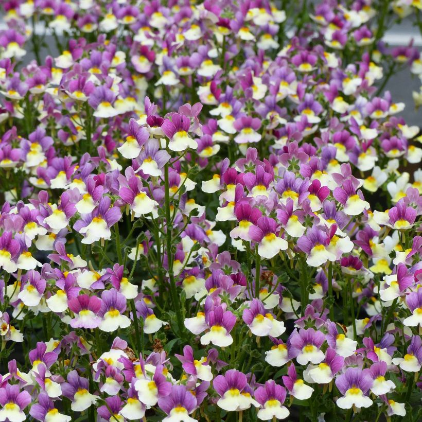 Nemesia Fairy Kisses Vanilla Berry - Elfenspiegel (Bloei)
