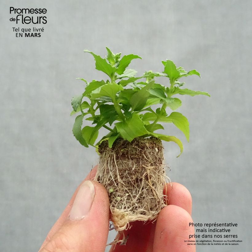 Exemplaar van Nemesia Honey White - Elfenspiegel Mini-mot Ø 1,5/2,5 cm zoals geleverd in de lente