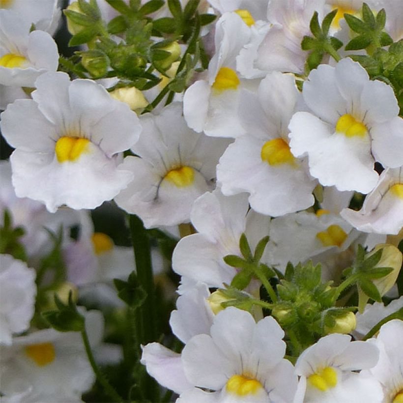 Nemesia Karoo Wit - Elfenspiegel (Bloei)