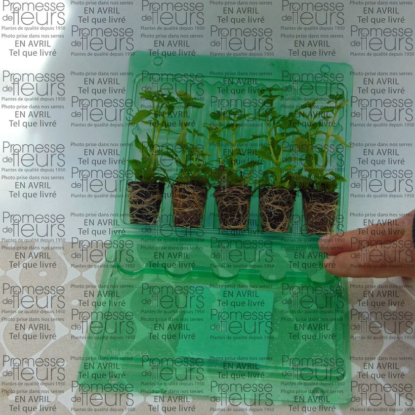 Voorbeeld van een exemplaar van Nemesia Karoo Wit - Elfenspiegel Mini-mot Ø 3/4 cm zoals geleverd