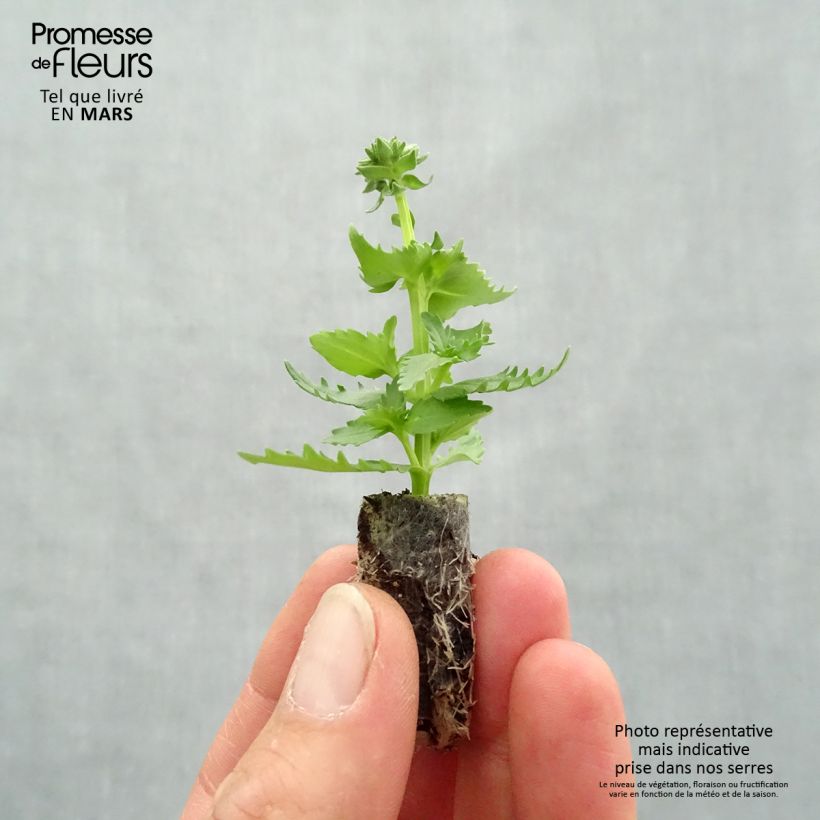 Exemplaar van Nemesia Nesia Burgundy - Elfenspiegel Mini-mot Ø 1,5/2,5 cm zoals geleverd in de lente