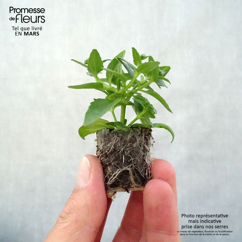 Exemplaar van Nemesia Sunpeddle Painted Rose - Elfenspiegel Mini-mot Ø 3/4 cm zoals geleverd in de lente