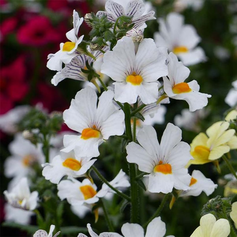 Nemesia Sunsatia Plus Anona - Elfenspiegel (Bloei)