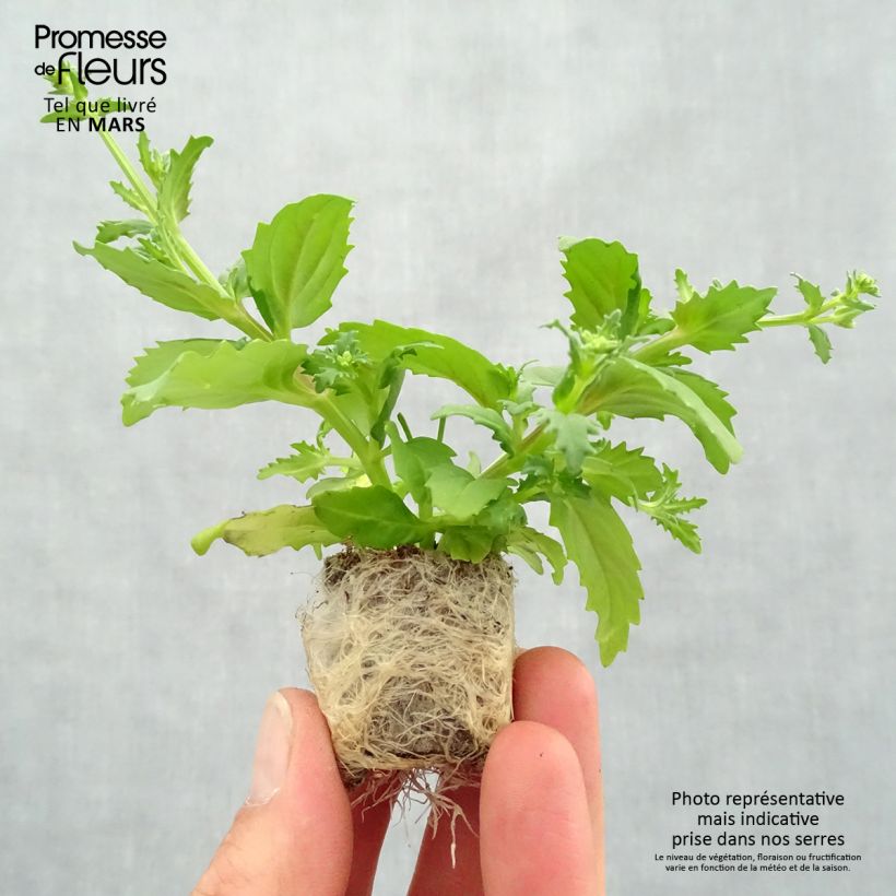 Exemplaar van Nemesia Sunsatia Cherry On Ice - Elfenspiegel Mini-mot Ø 3/4 cm zoals geleverd in de lente