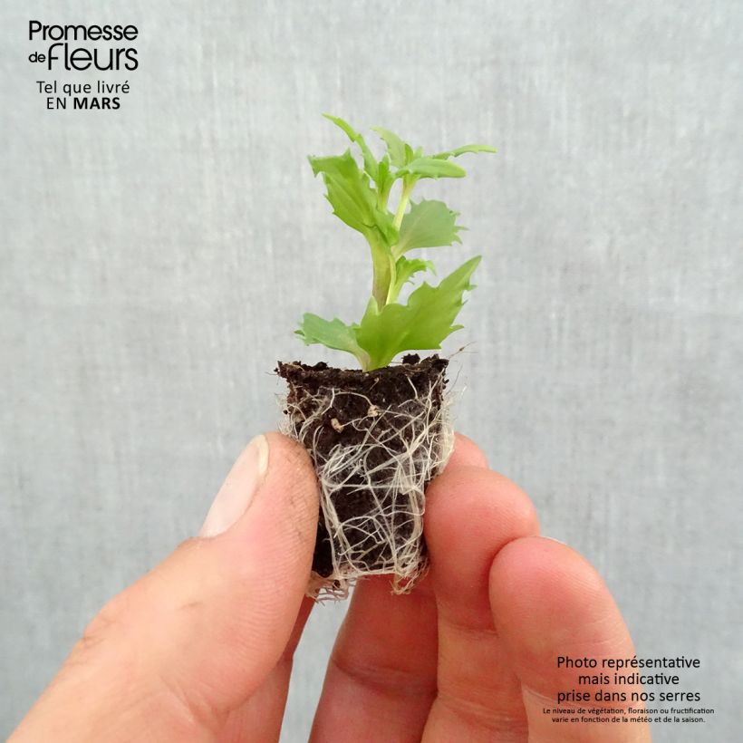 Exemplaar van Nemesia Sunsatia Plus Anona - Elfenspiegel Mini-mot Ø 1,5/2,5 cm zoals geleverd in de lente