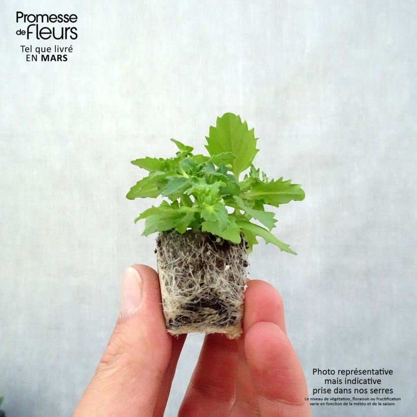 Exemplaar van Nemesia Sunsatia Plus Berry Delight - Elfenspiegel Mini-mot Ø 3/4 cm zoals geleverd in de lente