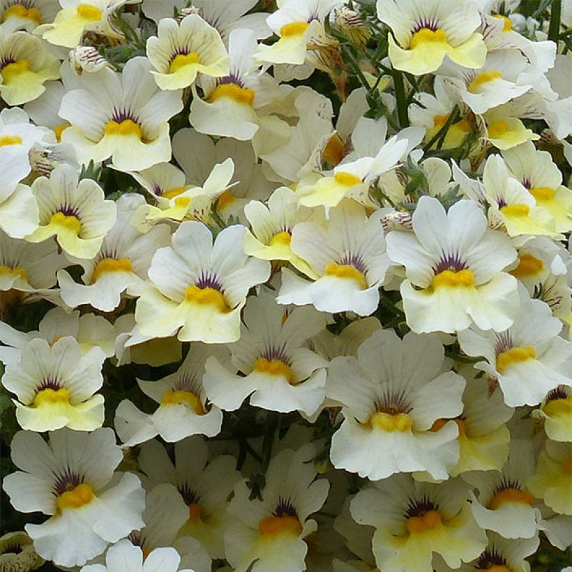 Nemesia Sunsatia Plus Little Vanilla - Elfenspiegel (Bloei)