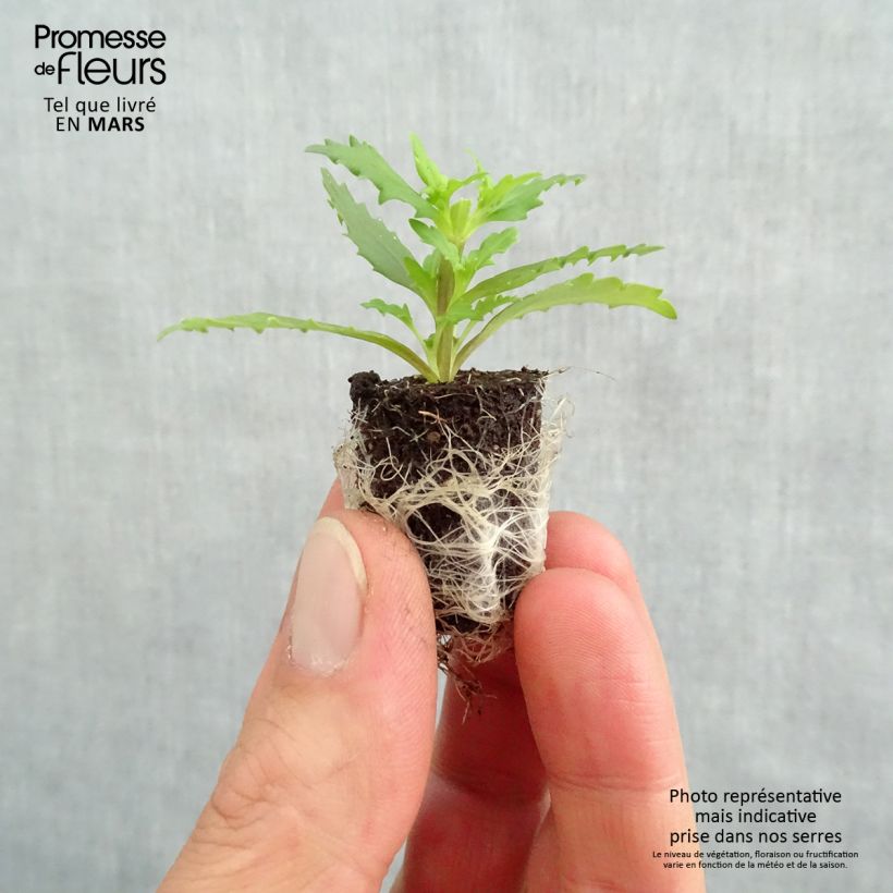 Exemplaar van Nemesia Sunsatia Plus Little Vanilla - Elfenspiegel Mini-mot Ø 1,5/2,5 cm zoals geleverd in de lente