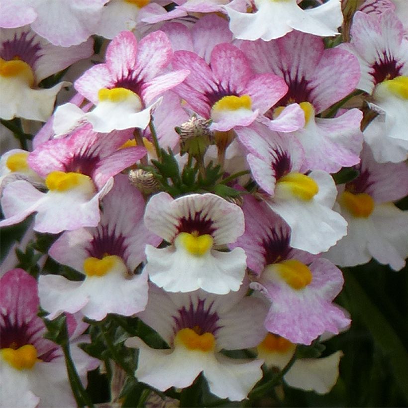 Nemesia Sunsatia Plus Lychee - Elfenspiegel (Bloei)