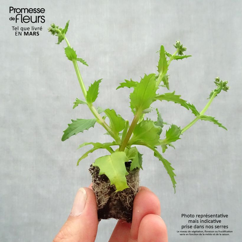 Exemplaar van Nemesia Sunsatia Plus Strawberry - Elfenspiegel Mini-mot Ø 3/4 cm zoals geleverd in de lente