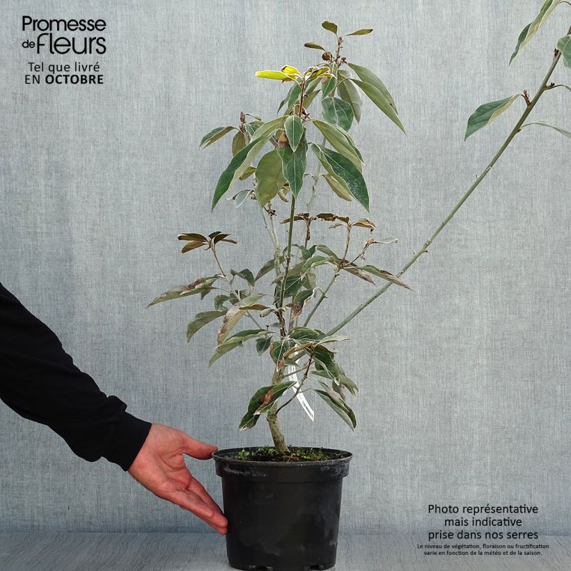 Exemplaar van Neolitsea sericea - Neolitsea Pot van 4 l/5 l zoals geleverd in de herfst