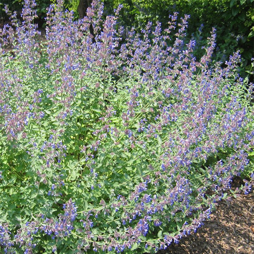 Nepeta Blue Dragon - Kattenkruid (Bloei)