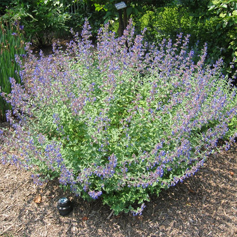 Nepeta Blue Dragon - Kattenkruid (Groeiplaats)