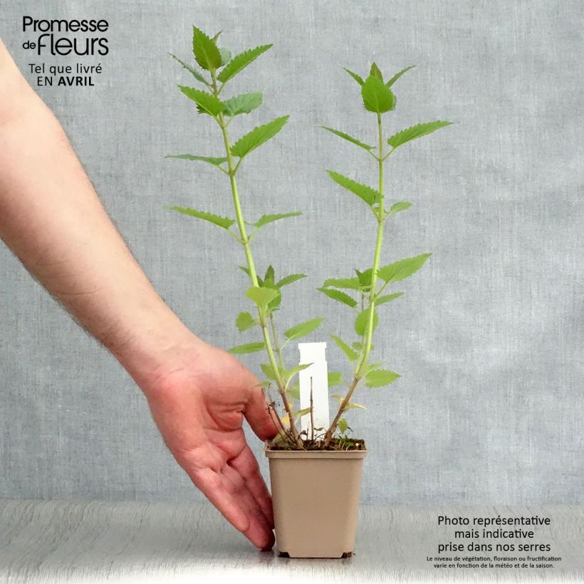 Exemplaar van Nepeta Blue Dragon - Kattenkruid Kweekpotje van 8/9 cm zoals geleverd in de lente