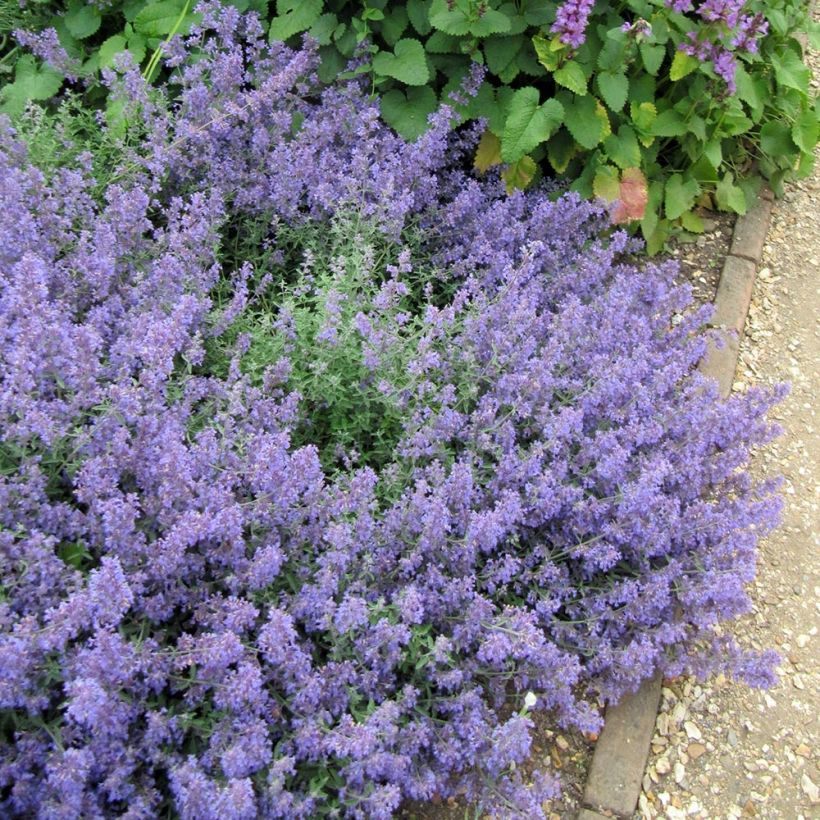Nepeta faassenii Kit Cat - Kattenkruid (Groeiplaats)
