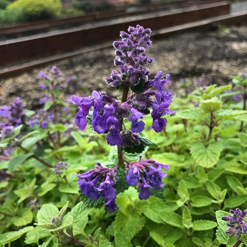 Nepeta faassenii Nova Blue - Kattenkruid (Bloei)