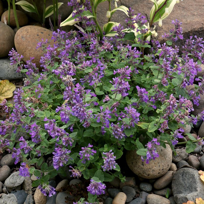 Nepeta faassenii Nova Blue - Kattenkruid (Groeiplaats)