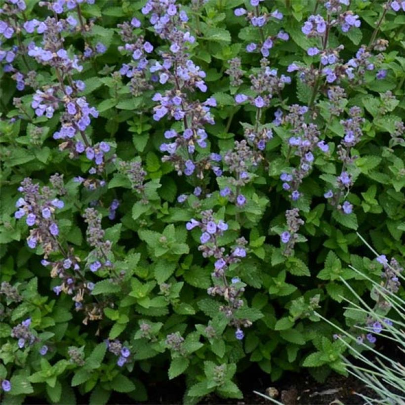 Nepeta faassenii Purrsian Blue - Kattenkruid (Blad)