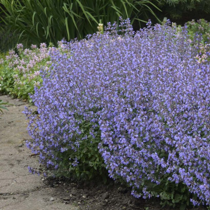 Nepeta faassenii Purrsian Blue - Kattenkruid (Groeiplaats)