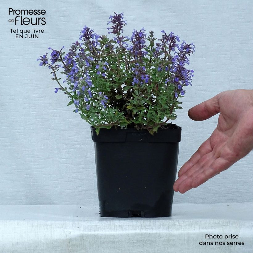 Exemplaar van Nepeta faassenii Purrsian Blue - Kattenkruid Pot van 2 l/3 l zoals geleverd in de zomer