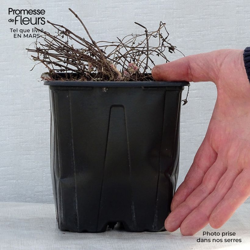 Exemplaar van Nepeta faassenii Purrsian Blue - Kattenkruid Pot van 2 l/3 l zoals geleverd in de lente