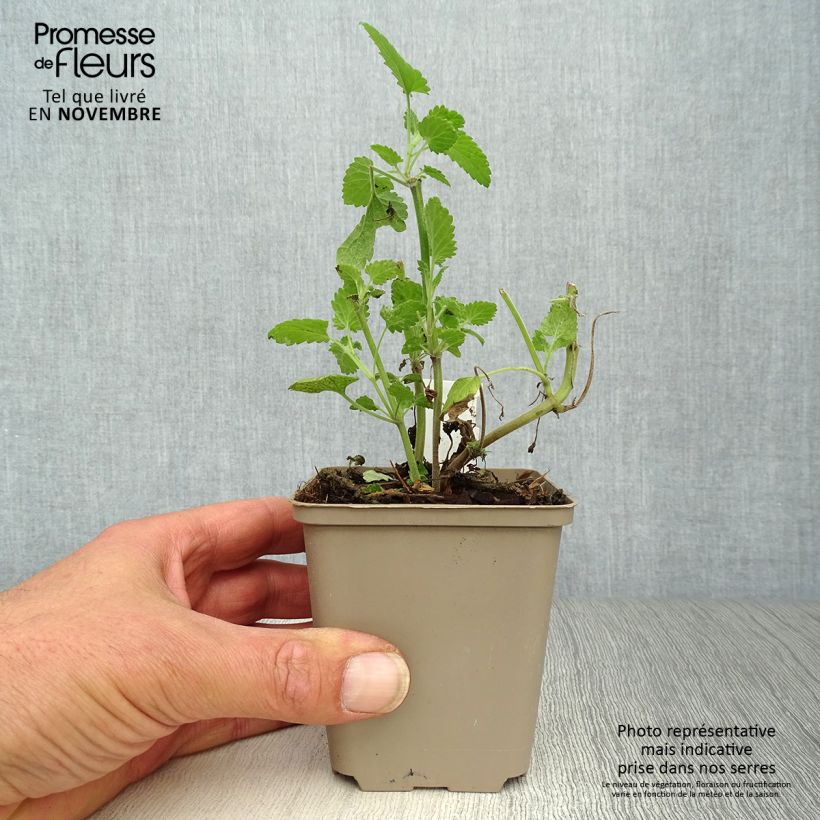 Exemplaar van Nepeta cataria Citriodora - Kattenkruid Kweekpotje van 8/9 cm zoals geleverd in de herfst
