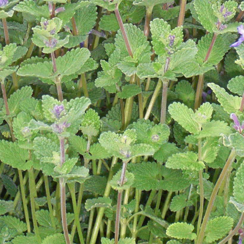 Nepeta faassenii - Kattenkruid (Blad)