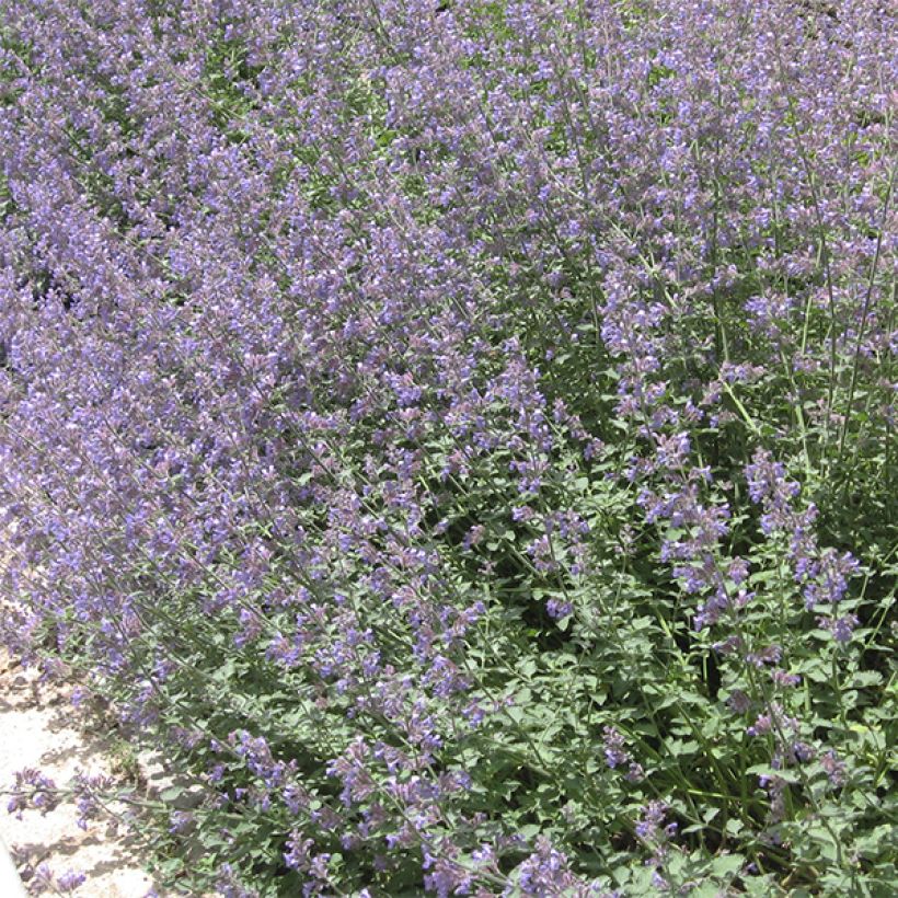 Nepeta faassenii - Kattenkruid (Groeiplaats)