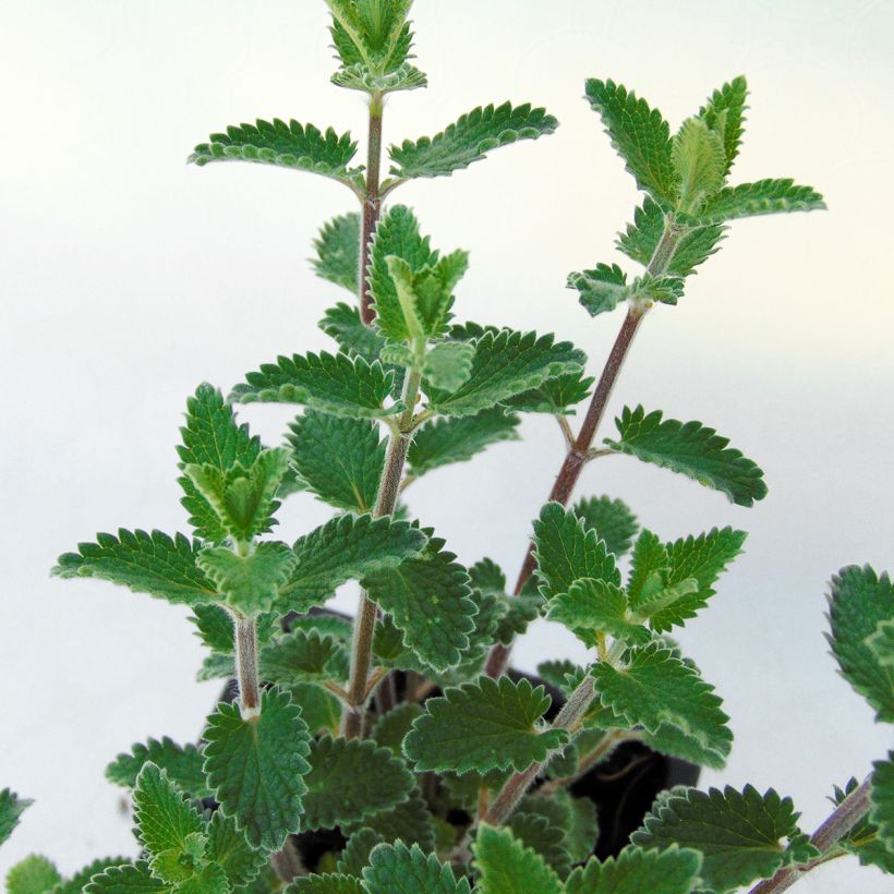 Nepeta faassenii Cat's Meow - Kattenkruid (Blad)