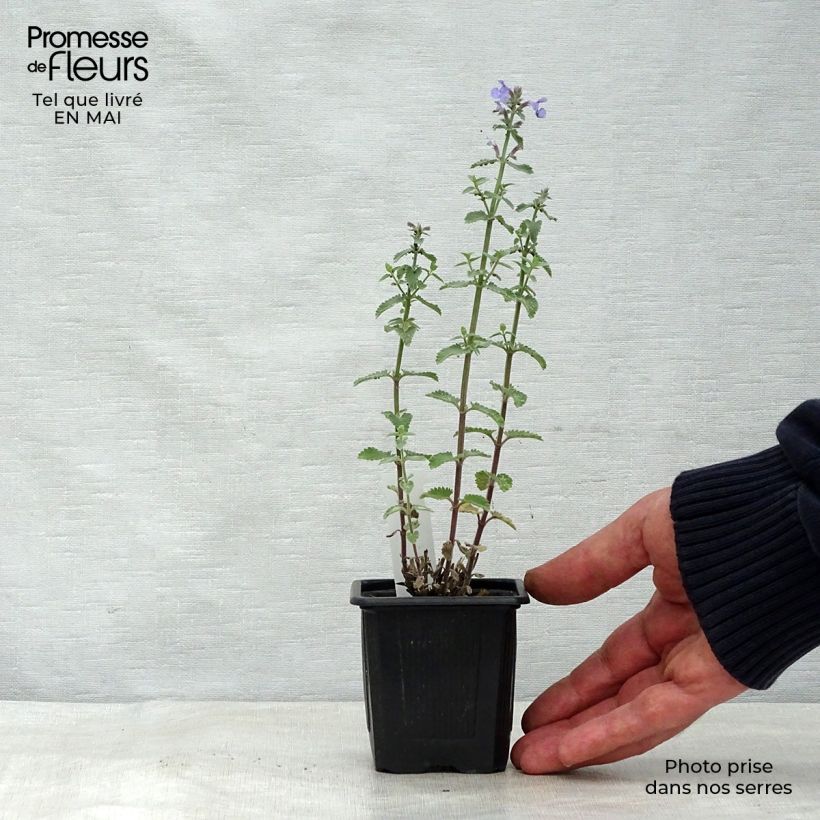 Exemplaar van Nepeta faassenii Cat's Meow - Kattenkruid Kweekpotje van 8/9 cm zoals geleverd in de lente