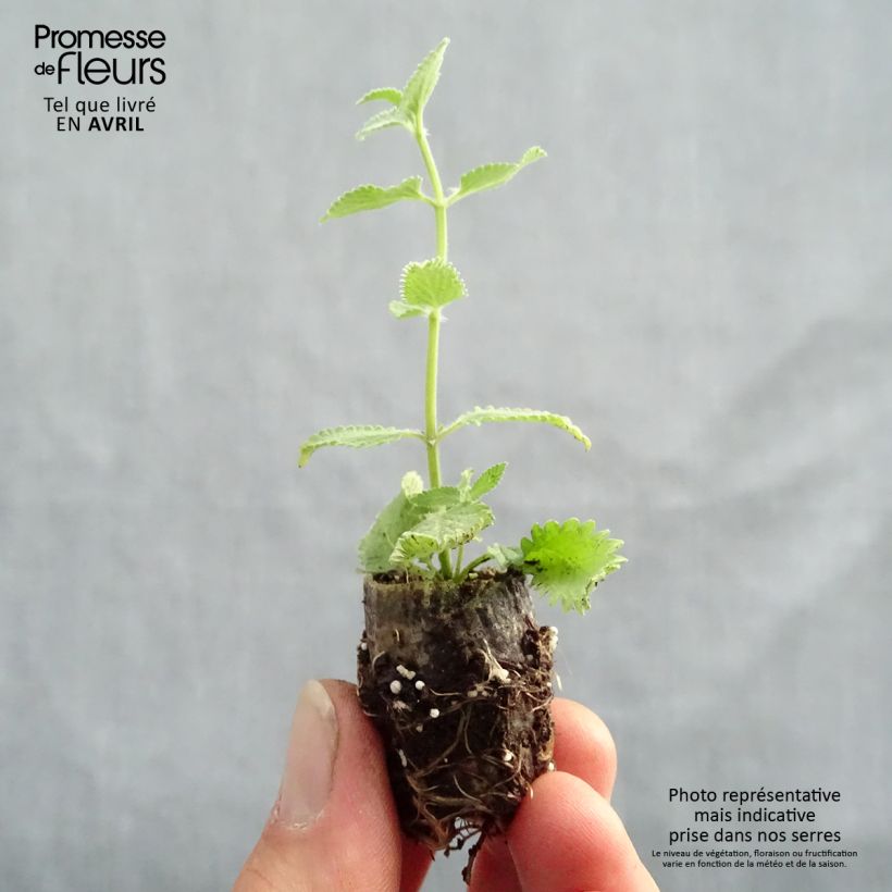 Exemplaar van Nepeta faassenii Cat's Meow - Kattenkruid Mini-mot Ø 1,5/2,5 cm zoals geleverd in de lente