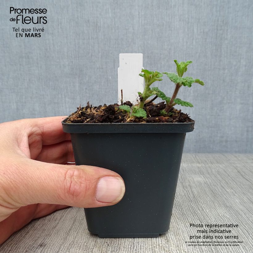 Exemplaar van Nepeta faassenii Cat's Pajamas - Kattenkruid Kweekpotje van 8/9 cm zoals geleverd in de lente