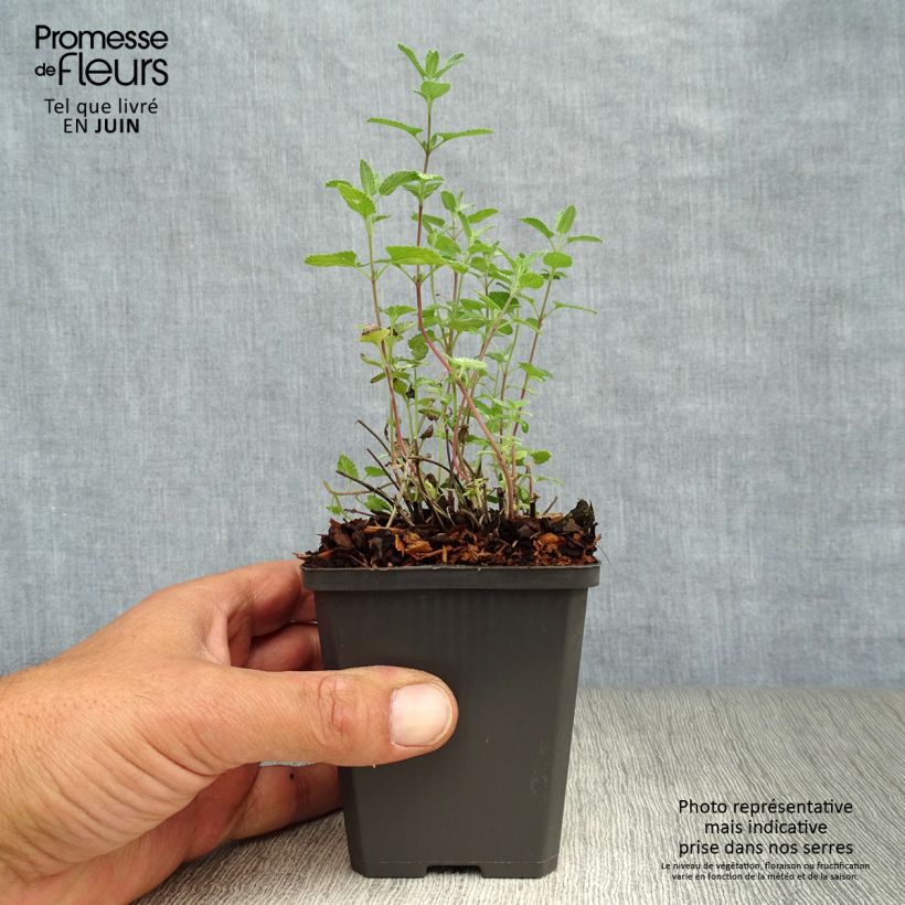 Exemplaar van Nepeta faassenii - Kattenkruid Kweekpotje van 8/9 cm zoals geleverd in de zomer