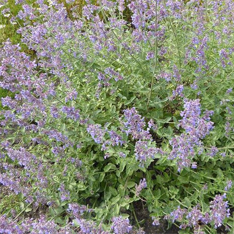 Nepeta faassenii Six Hill Giant Gold - Kattenkruid (Bloei)