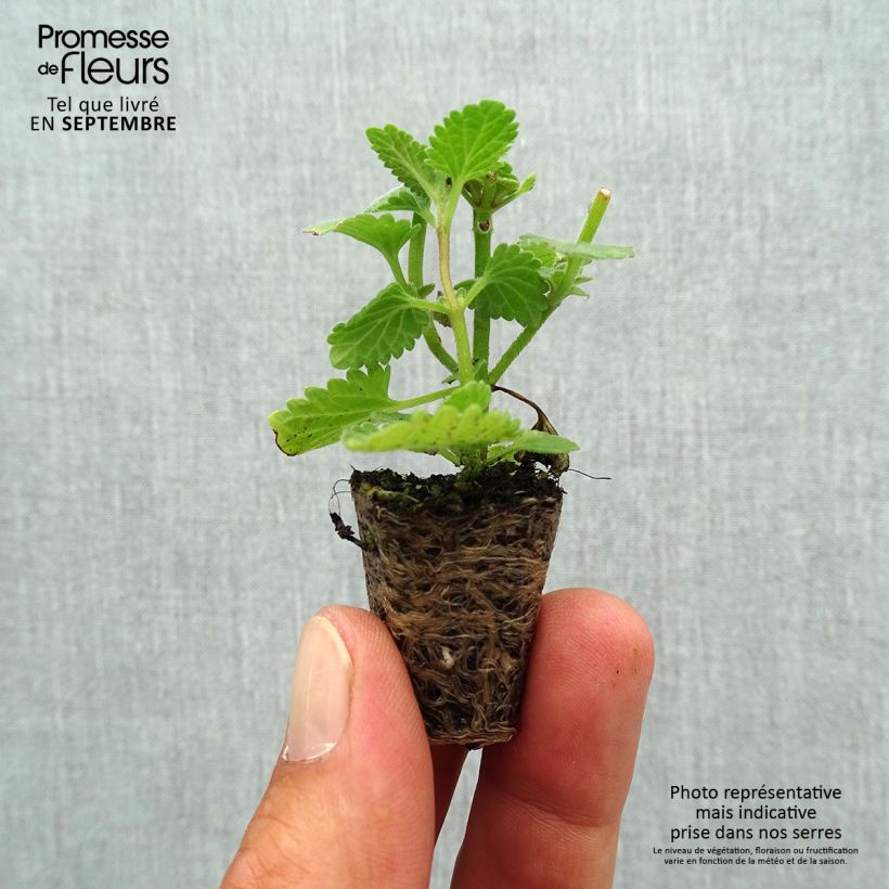 Exemplaar van Nepeta faassenii Six Hills Giant - Kattenkruid Mini-mot Ø 1,5/2,5 cm zoals geleverd in de herfst