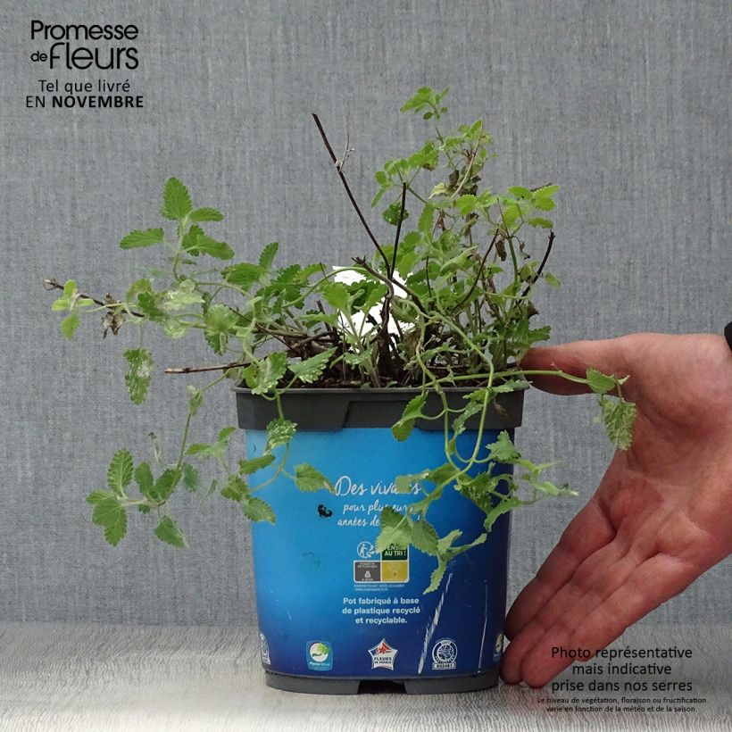 Exemplaar van Nepeta faassenii Six Hills Giant - Kattenkruid Pot van 2 l/3 l zoals geleverd in de herfst