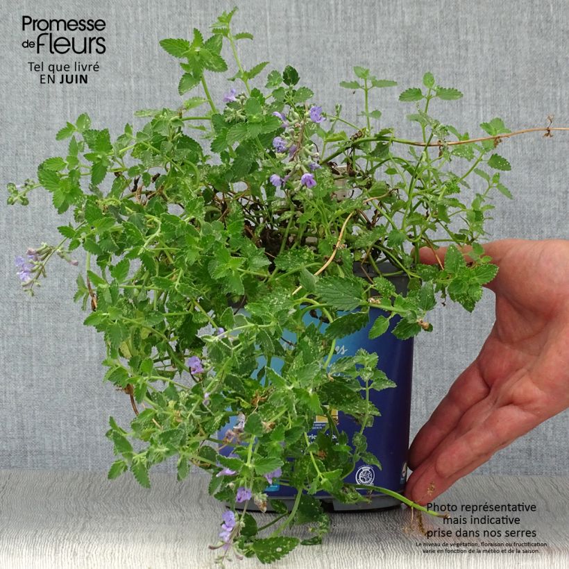 Exemplaar van Nepeta faassenii Six Hills Giant - Kattenkruid Pot van 2 l/3 l zoals geleverd in de zomer